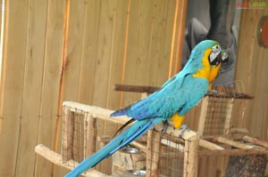 Pictures of Macaws
