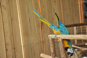 Pictures of Macaws