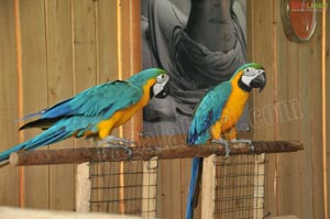 Pictures of Macaws