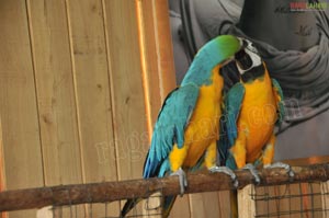 Pictures of Macaws