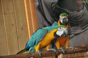 Pictures of Macaws