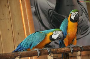 Pictures of Macaws