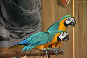 Pictures of Macaws