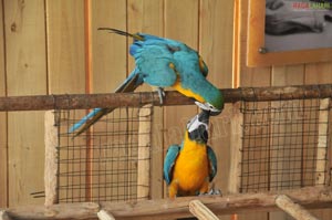 Pictures of Macaws