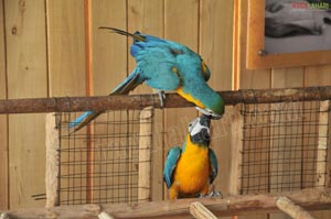 Pictures of Macaws