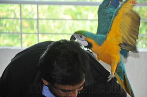 Pictures of Macaws