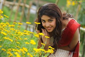 Richa Gangopadhyay in Saree Stills