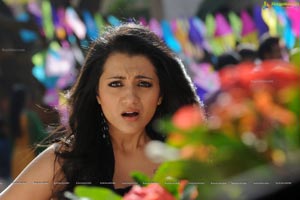 Trisha in Dammu