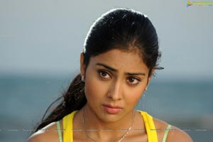 Hot Shriya in Pista - High Definition Photos