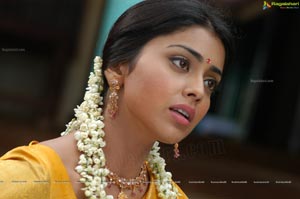 Hot Shriya in Pista - High Definition Photos